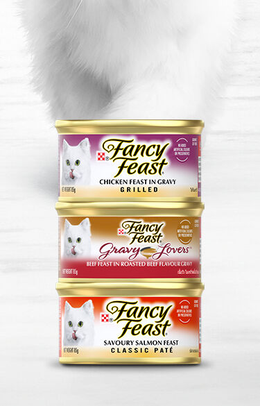 Cat walking towards cans